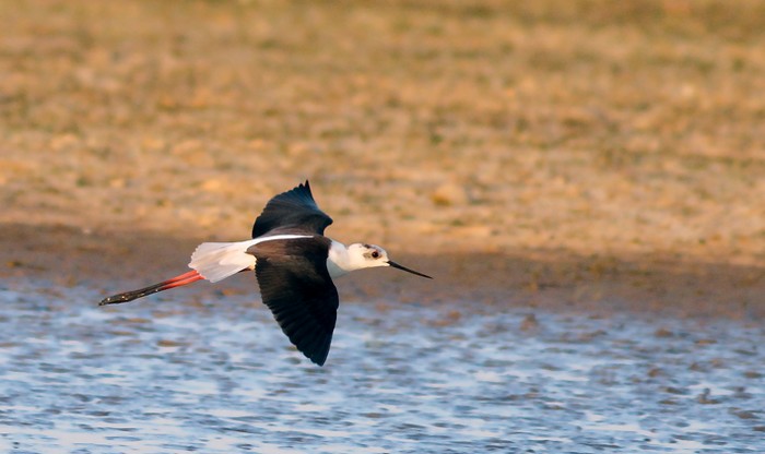 Black-winged Stilt
