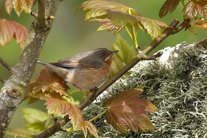 Western Subalpine Warbler