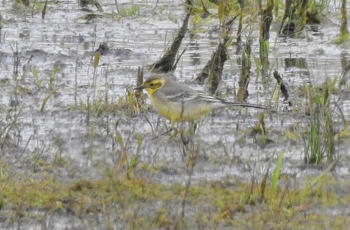 Citrine Wagtail
