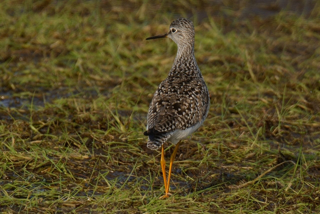 Lesser Yellowlegs