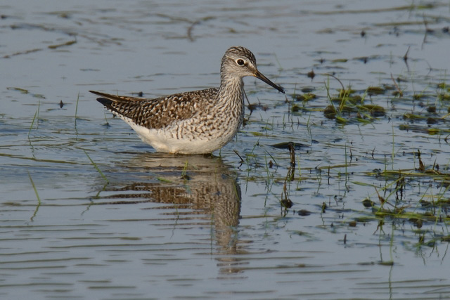Lesser Yellowlegs