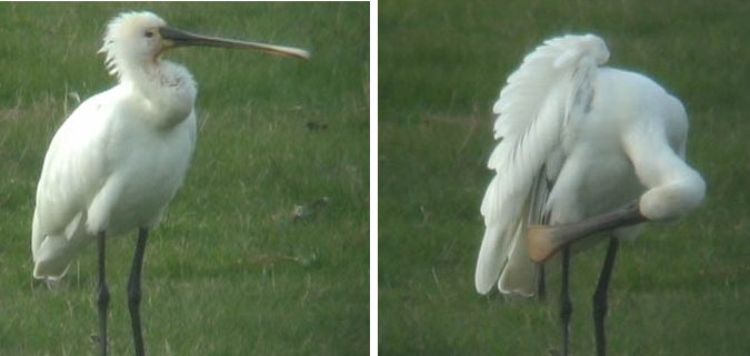 Spoonbill