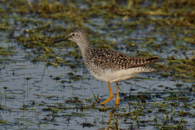 Lesser Yellowlegs
