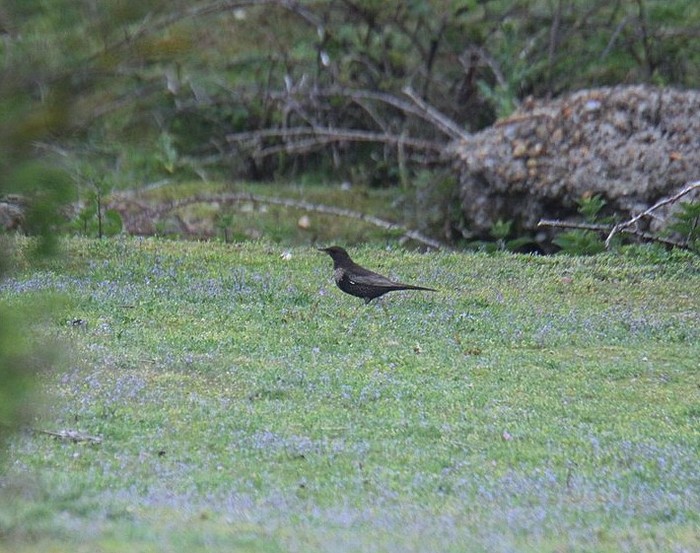 Ring Ouzel