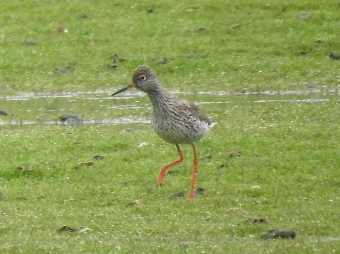 Redshank