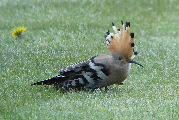 Hoopoe