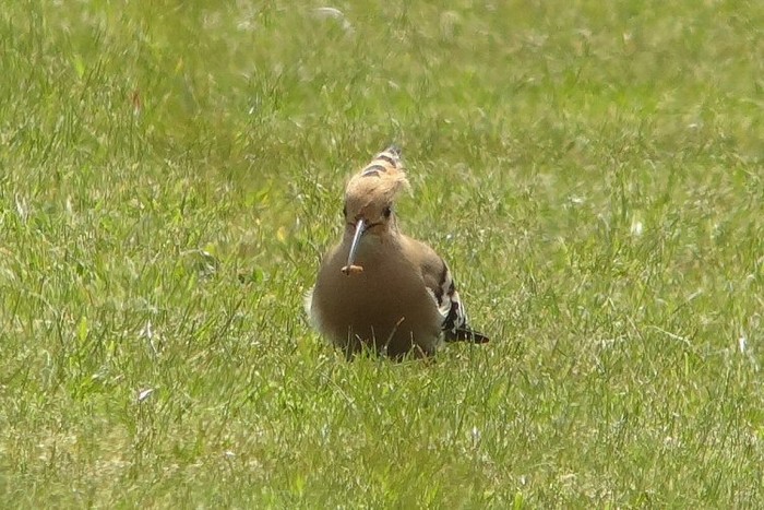 Hoopoe