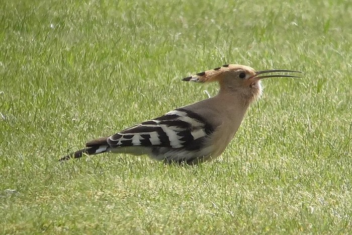 Hoopoe