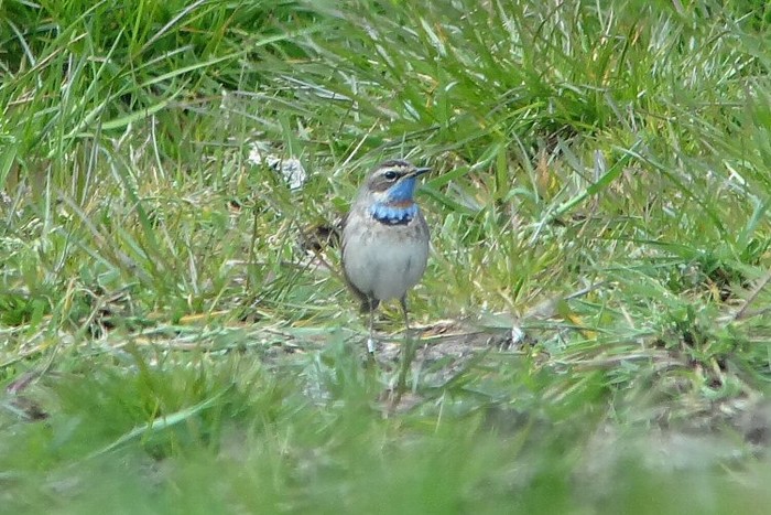 Red-spotted Bluethroat