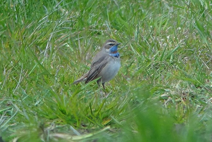Red-spotted Bluethroat