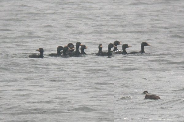 Common Scoter