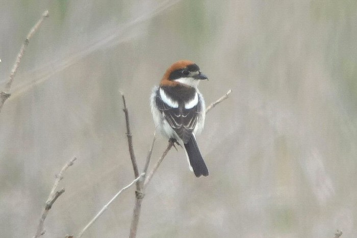 Woodchat Shrike