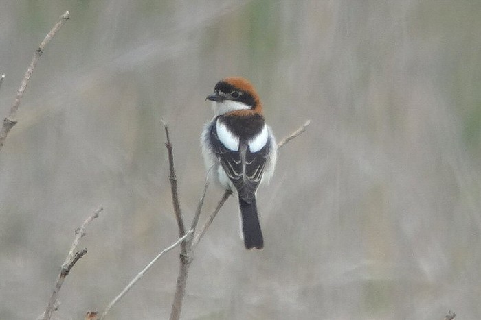 Woodchat Shrike