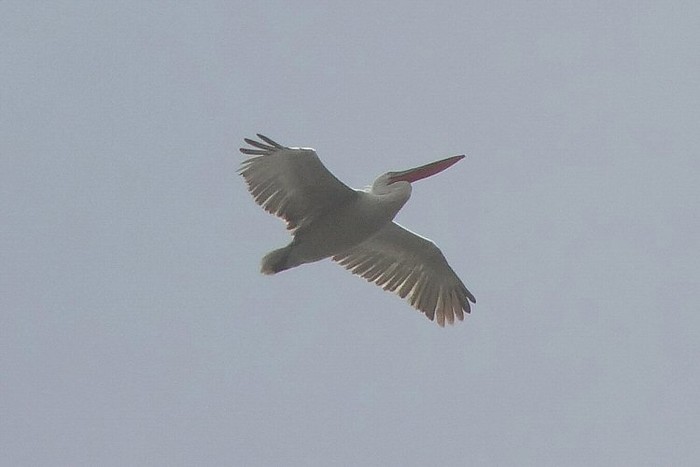 Dalmatian Pelican