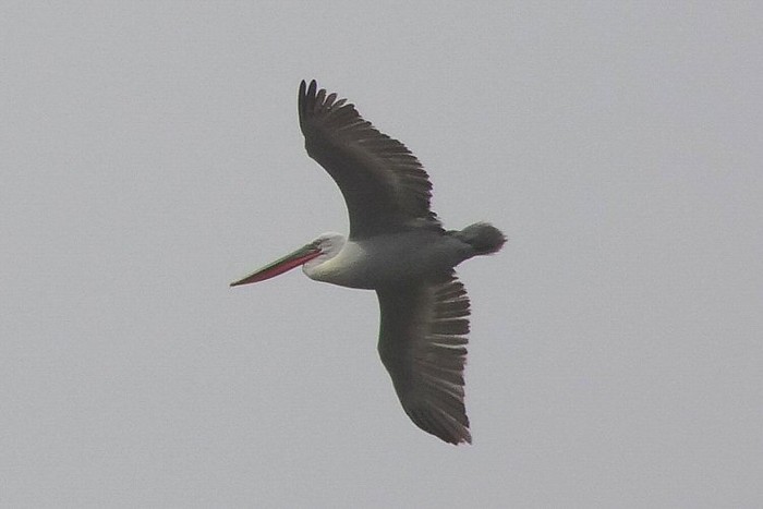 Dalmatian Pelican