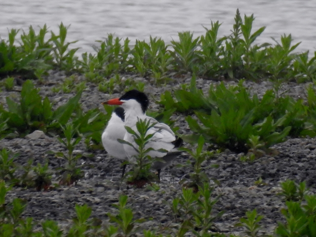 Caspian Tern