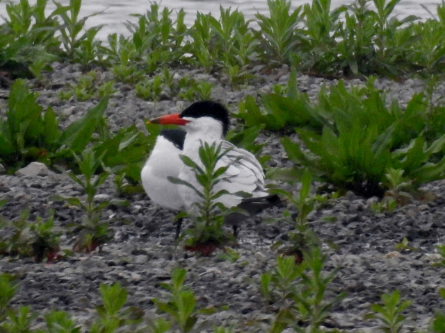 Caspian Tern