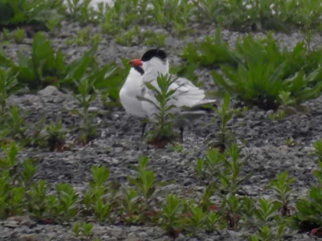 Caspian Tern