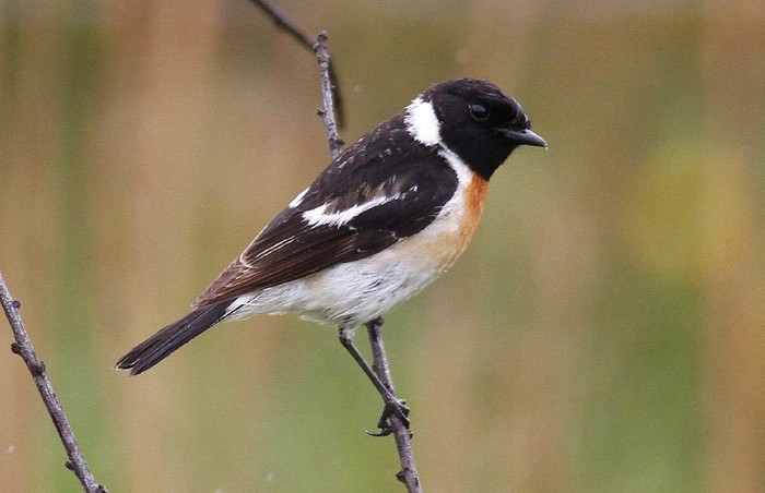 Caspian Stonechat