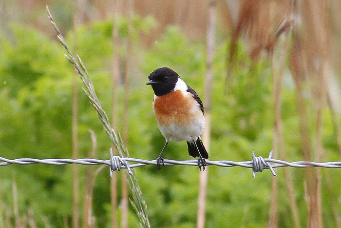 Caspian Stonechat