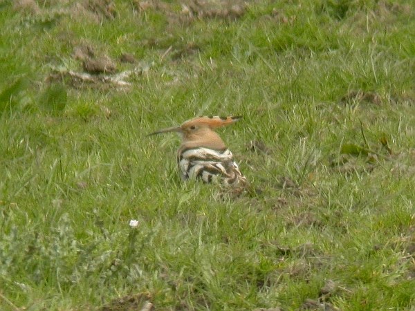 Hoopoe