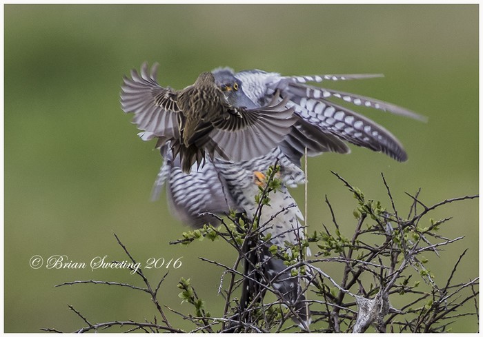 Cuckoo and Meadow Pipit