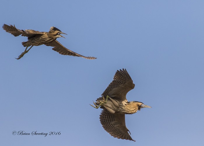 Bittern