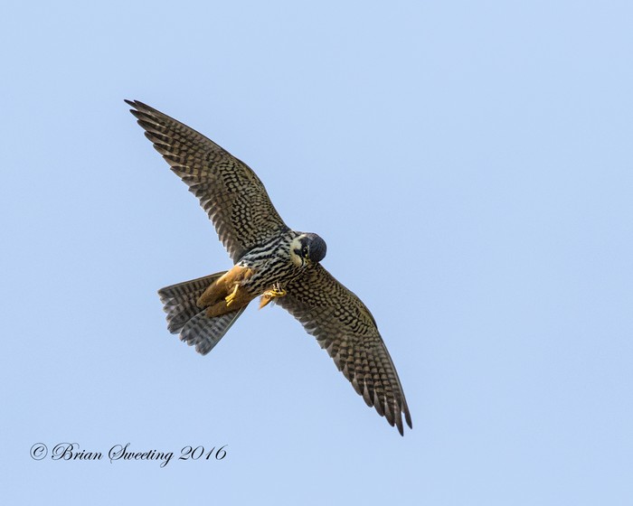 Hobby