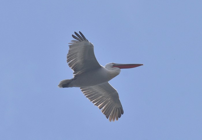 Dalmatian Pelican