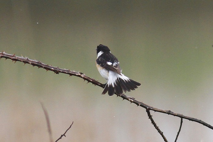 Caspian Stonechat