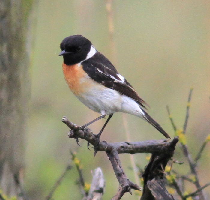 Caspian Stonechat