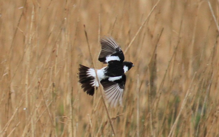 Caspian Stonechat