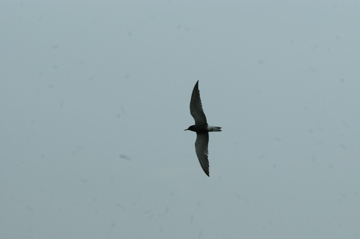 Black Tern