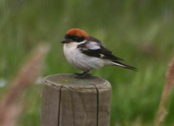Woodchat Shrike