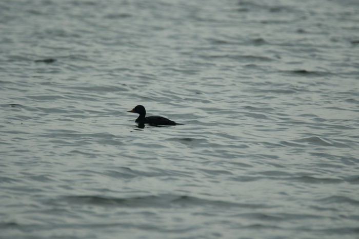 Common Scoter