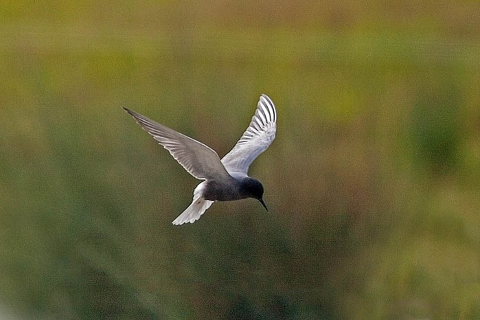 Black Tern