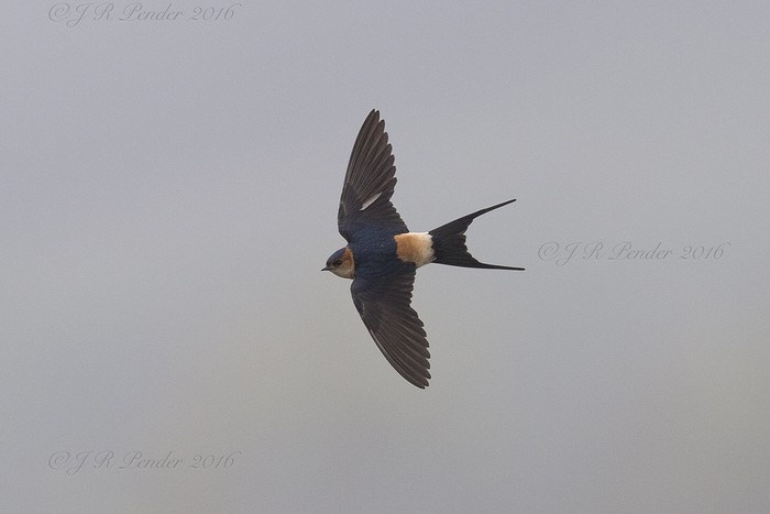 Red-rumped Swallow