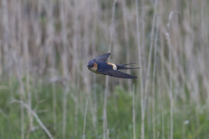 Red-rumped Swallow