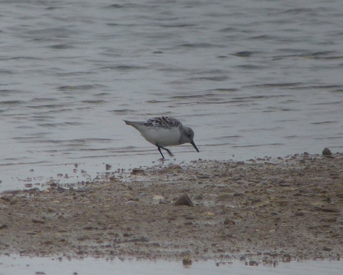 Sanderling