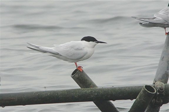 Roseate Tern