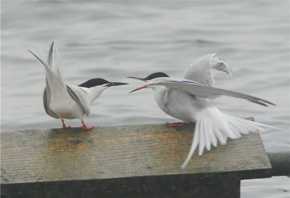 Roseate Tern