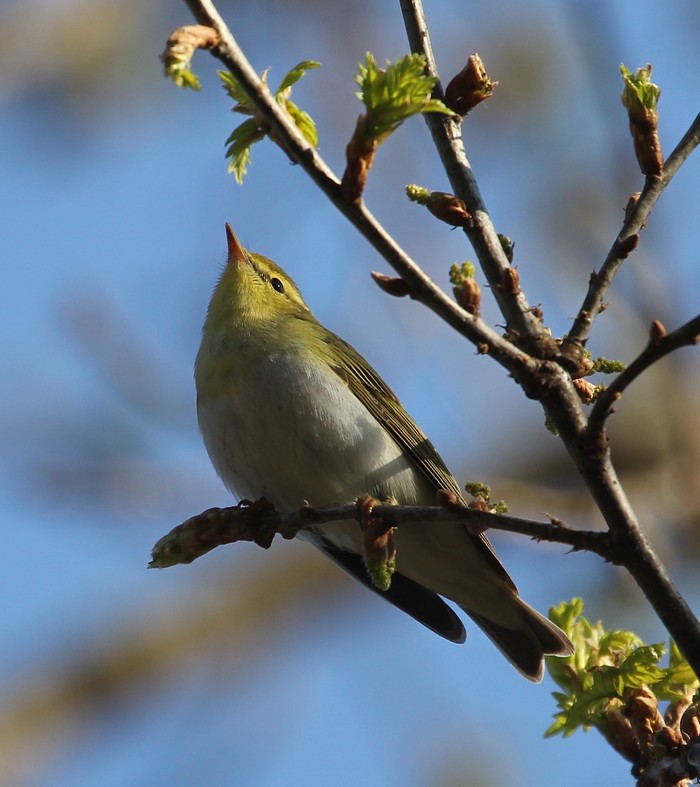 Wood Warbler
