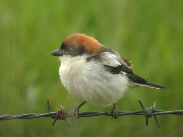 Woodchat Shrike