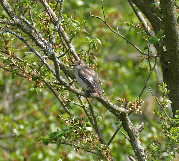 Pied Flycatcher