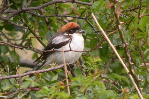 Woodchat Shrike