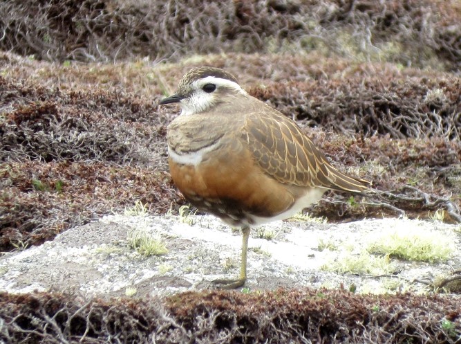 Dotterel