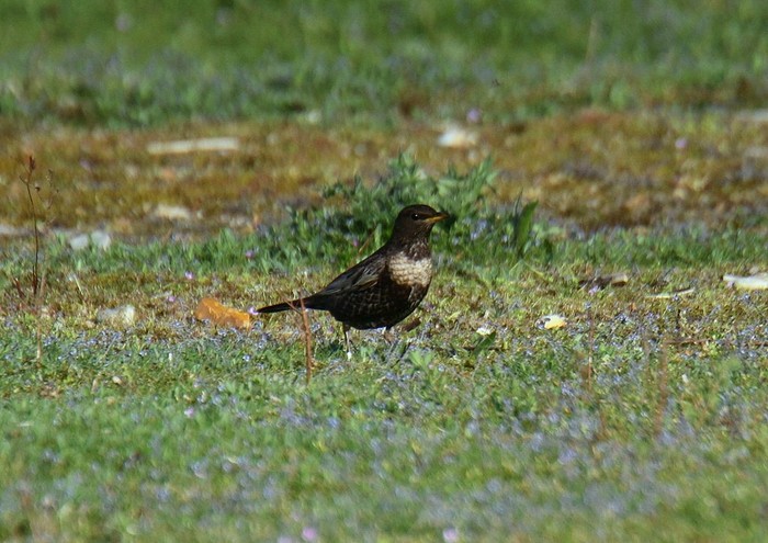 Ring Ouzel