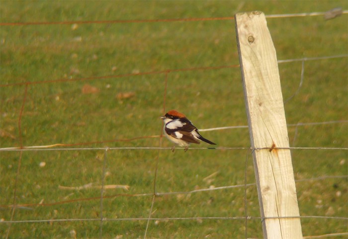 Woodchat Shrike
