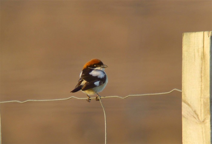 Woodchat Shrike