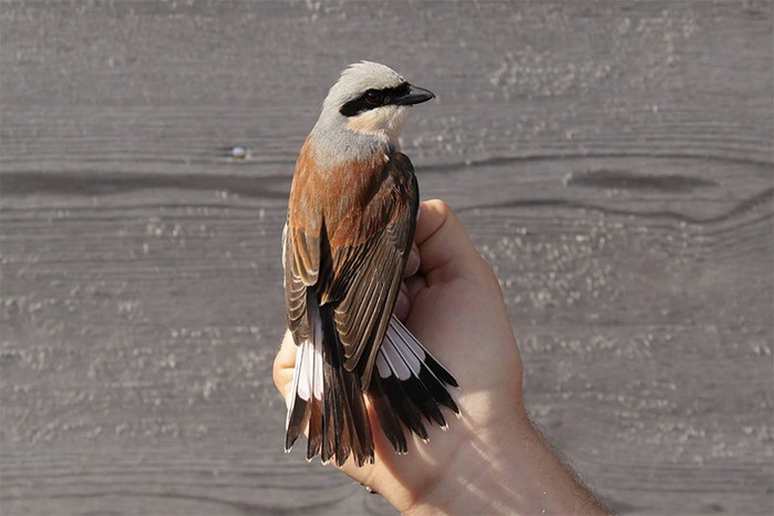 Red-backed Shrike